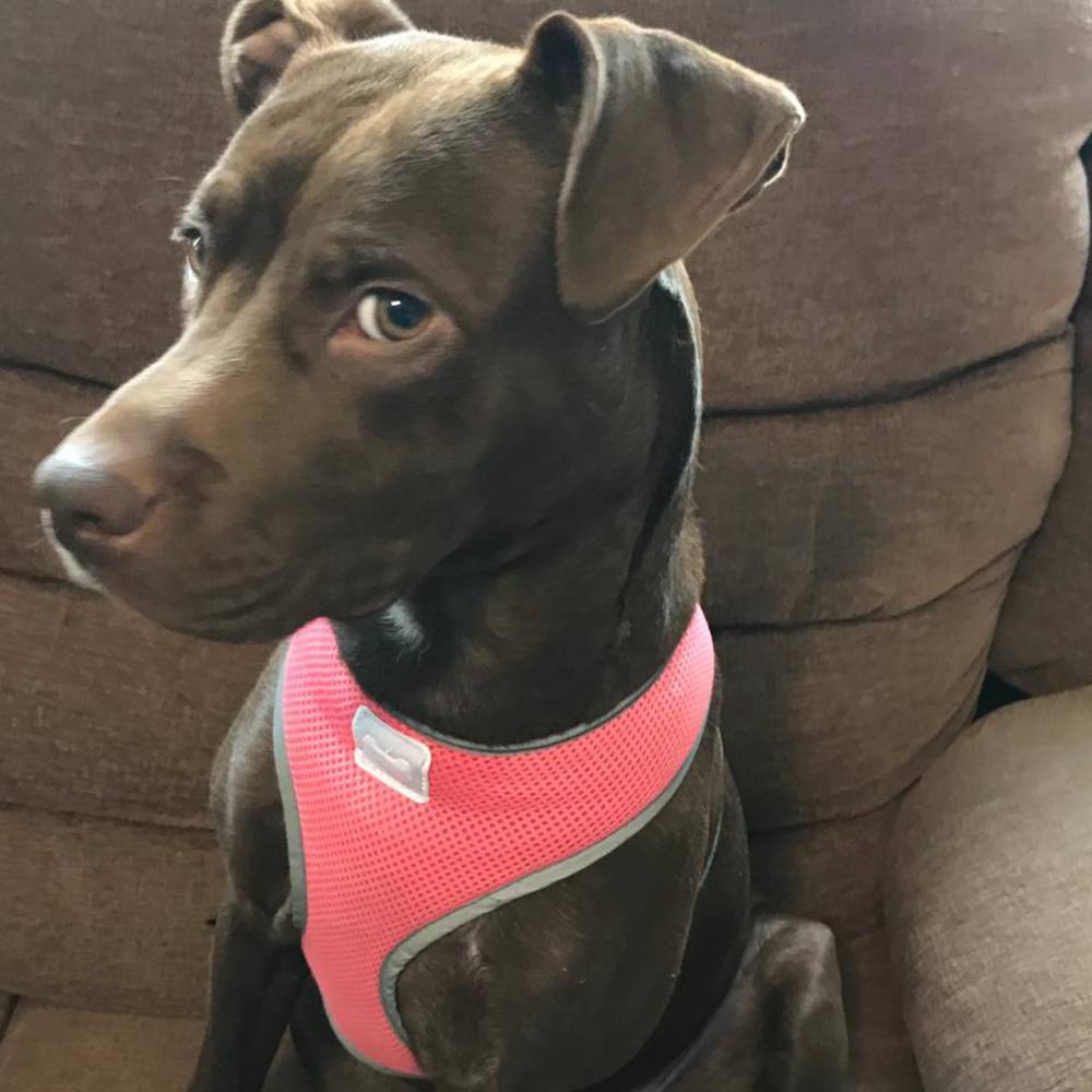 Meet your Posher, Brenda